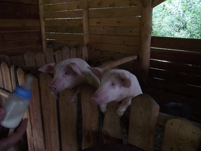 Оказывается, поросята - экзотическая живность для большинства городских детей. Дети любят кормить поросят, а поросята ждут не дождутся, когда дети их напоят молоком (С) Фото из личного архива автора, 2019 год