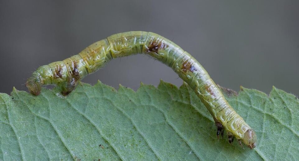 Фото macroID.ru📷
