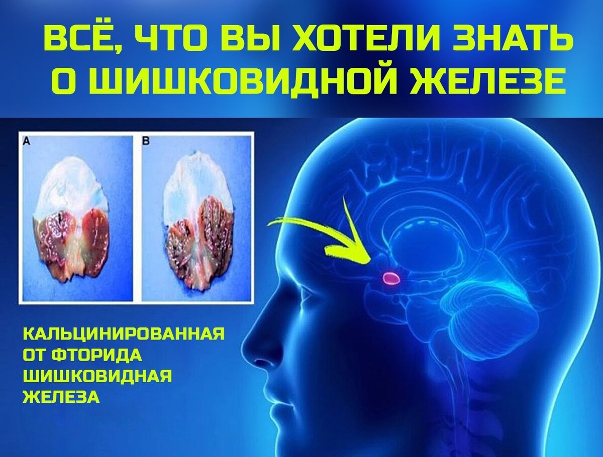Вот и чистим и от кальция, там совершенно не нужного, тоже.