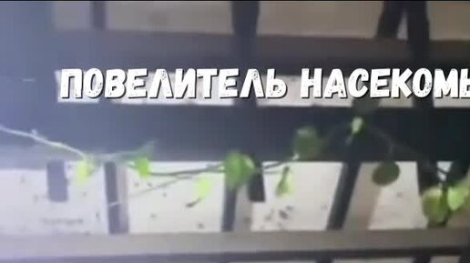 Fishki.Net | Мини-сборник смешных видосиков-78 | Дзен