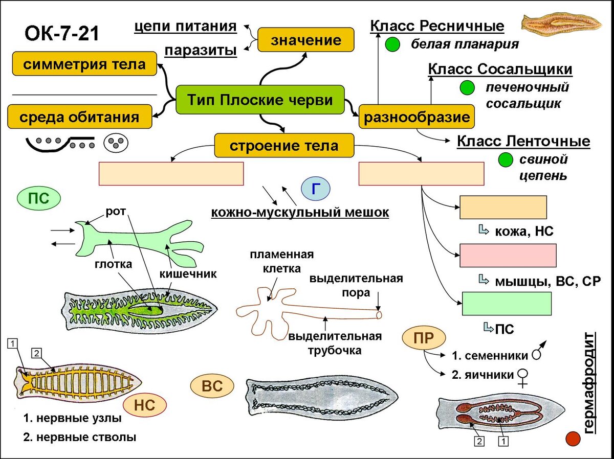 Урок зоологии. Плоские черви, или как применить на уроке любимый миллионами  детей чизбургер | Елена Сова: пуд соли в школе | Дзен