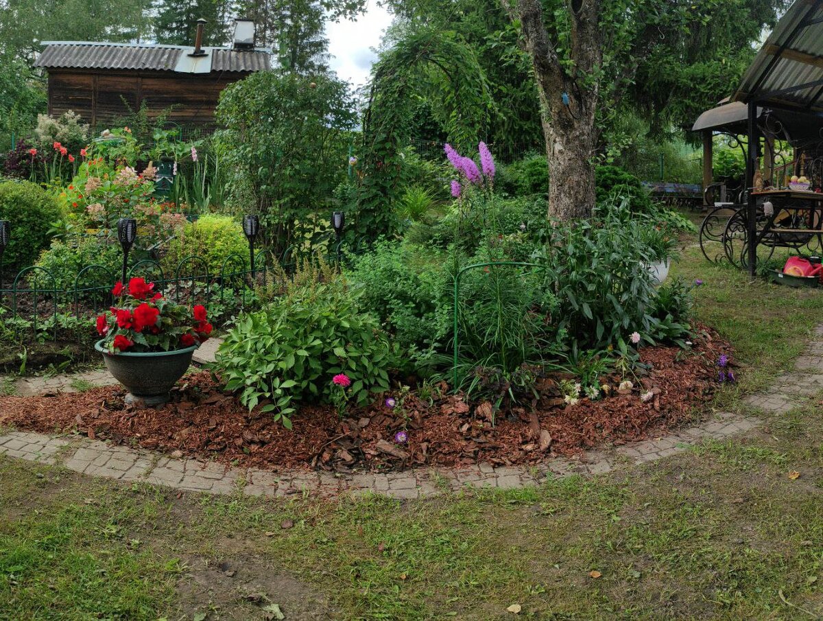 В приствольном круге яблони. Дизайн 2023 года. Август. Листайте галерею.