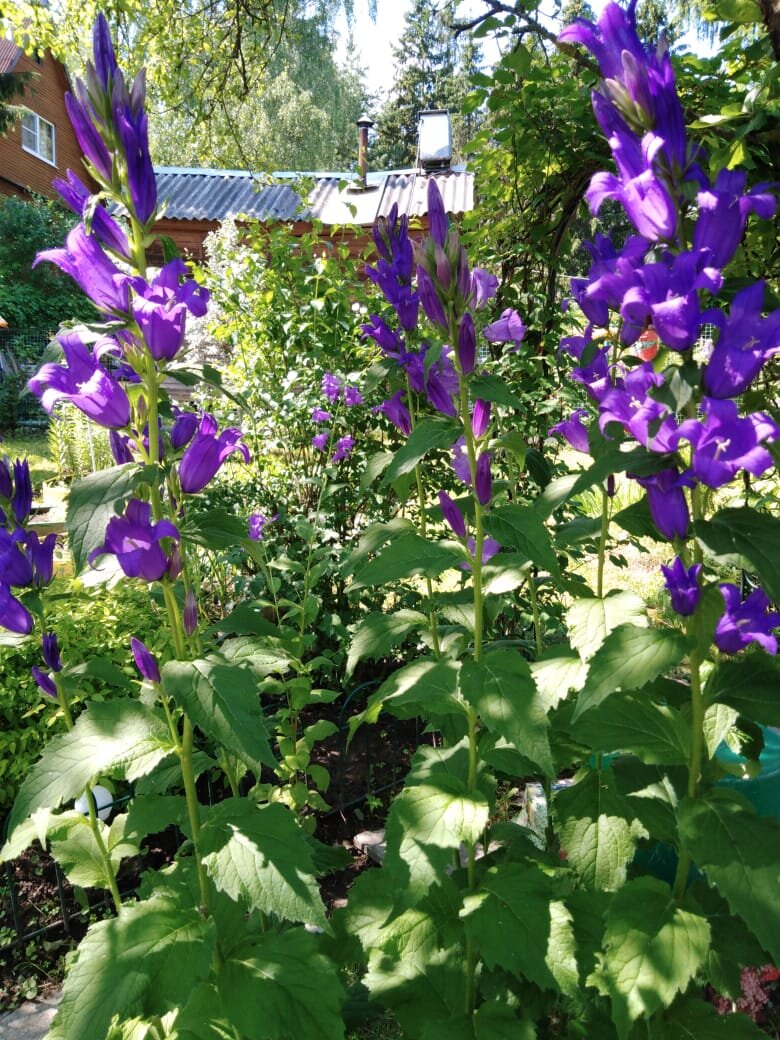 Колокольчик садовый Кампанула.