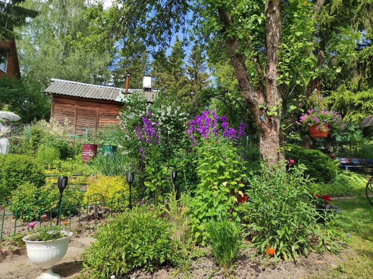 В приствольном круге яблони до перемен. Май-июнь 2023г.