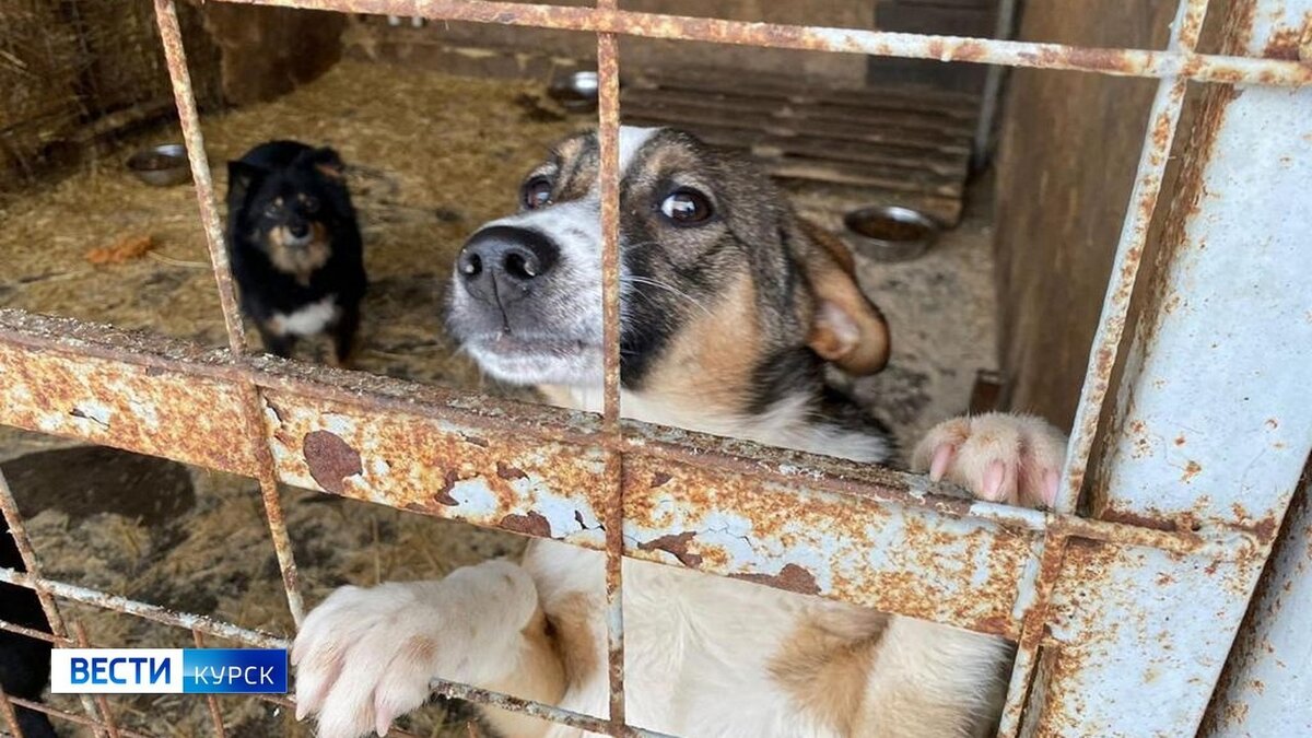    С начала года в Курске отловлено более 1400 бродячих собак