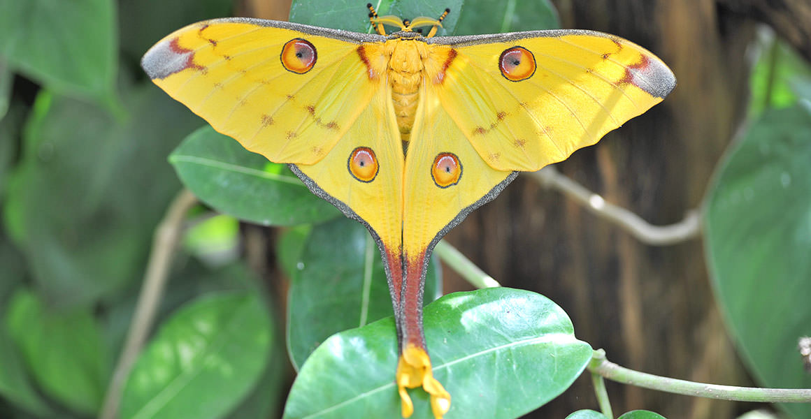 Argema mittrei для привлечения внимания