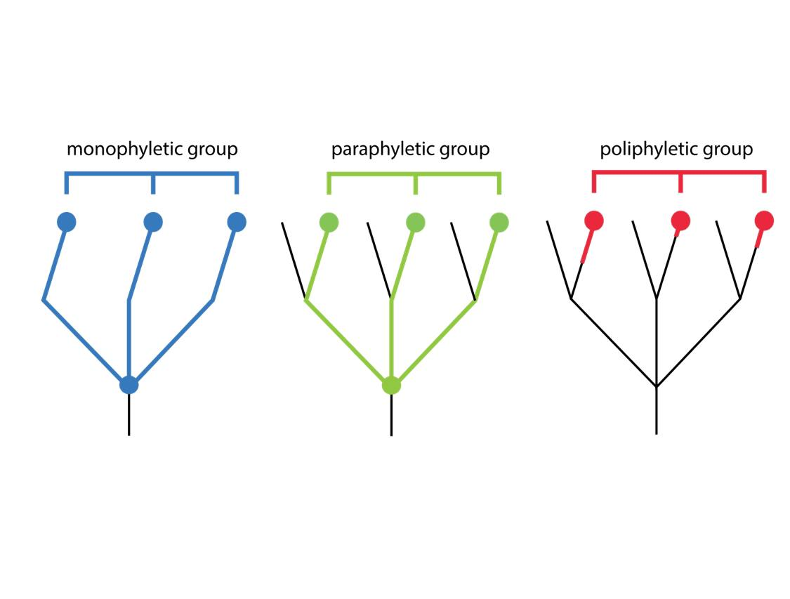  Полифилетическая группа отмечена красным