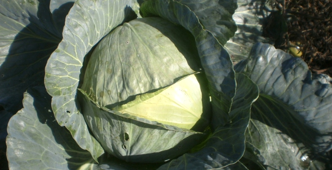 Вот когда срезают идеальную капусту, которая долго хранится зимой и 3 любимые ошибки садоводов. И какую температуру может выдержать капуста