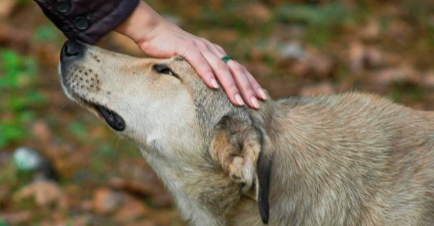По улице шла ободранная, грязная беспородая ласка, которая проводила свой день в поисках еды и воды, оставаясь лежать рядом с магазинами, в надежде, что какой-нибудь человек ее угостит чем-нибудь...