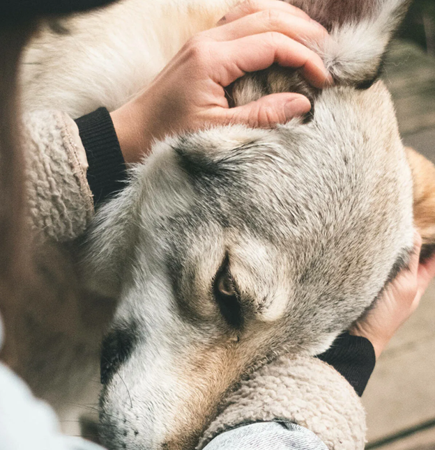 По улице шла ободранная, грязная беспородая ласка, которая проводила свой день в поисках еды и воды, оставаясь лежать рядом с магазинами, в надежде, что какой-нибудь человек ее угостит чем-нибудь...-2