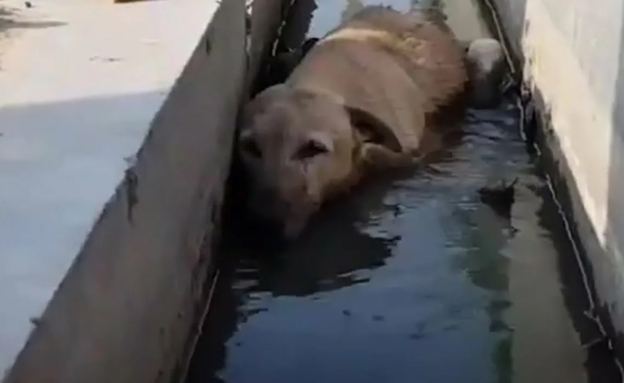 По улице шла ободранная, грязная беспородая ласка, которая проводила свой день в поисках еды и воды, оставаясь лежать рядом с магазинами, в надежде, что какой-нибудь человек ее угостит чем-нибудь...-3