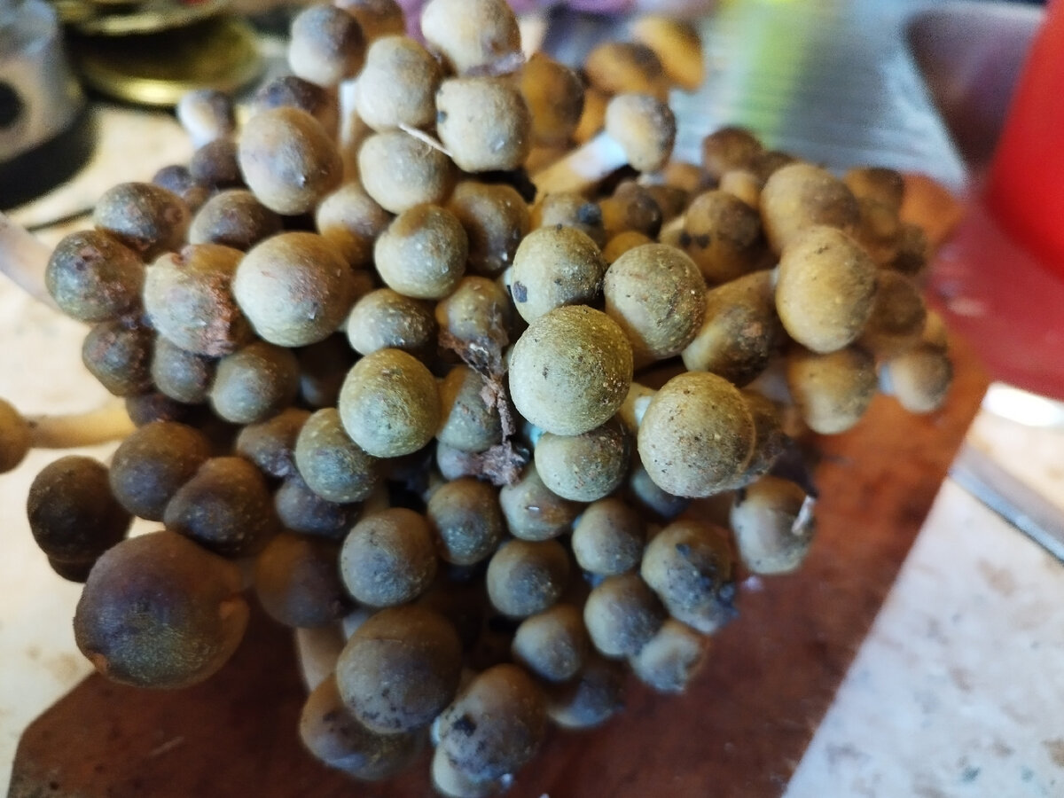 Грибы опята лесные