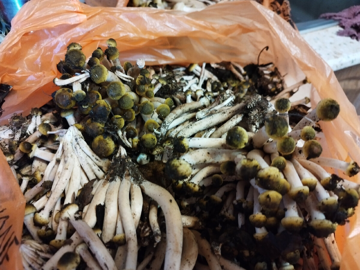 Очищаем от грязи, срезаем ножки