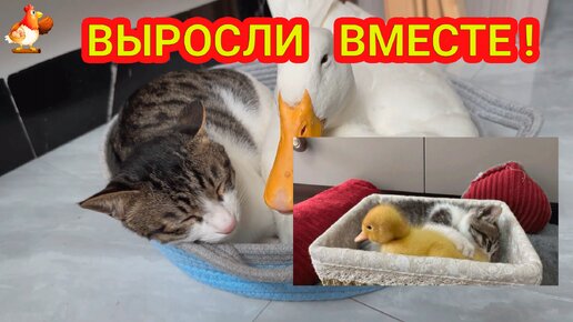 Выросли вместе 😂 Утка и Кошка играют и спят 🤗 милая дружба не без разногласий через год взросления 😮