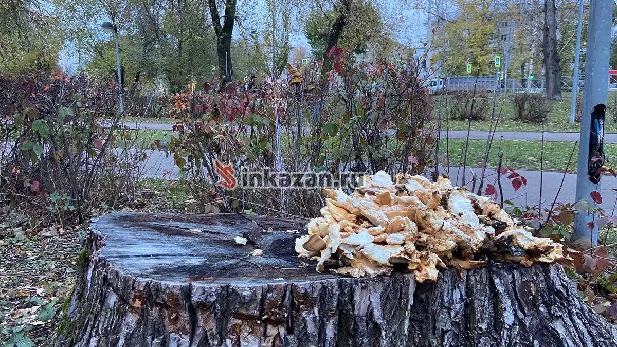     Парк Молодоженов в Казани, который находится в районе улиц Татарстан, Девятаева и Гафури, обещали реконструировать вместе с набережной вдоль Волги в 2016 году. О том, как эта территория выглядит сейчас, — в фоторепортаже Inkazan.