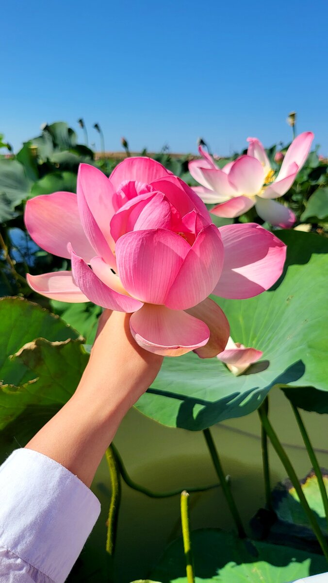 Долина лотосов. Краснодарский край, Темрюкский район, Голубицкое с.п. 