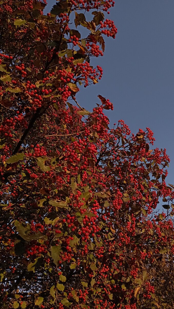 Осень- это самая красивая пора года.Осенью всё живое замирает,в такие моменты нужно наслаждаться жизнью, задуматься о будущем,выбросить всё плохое из головы и просто насладиться запахом дождя..тёплыми лучами солнца...Цените такие моменты.