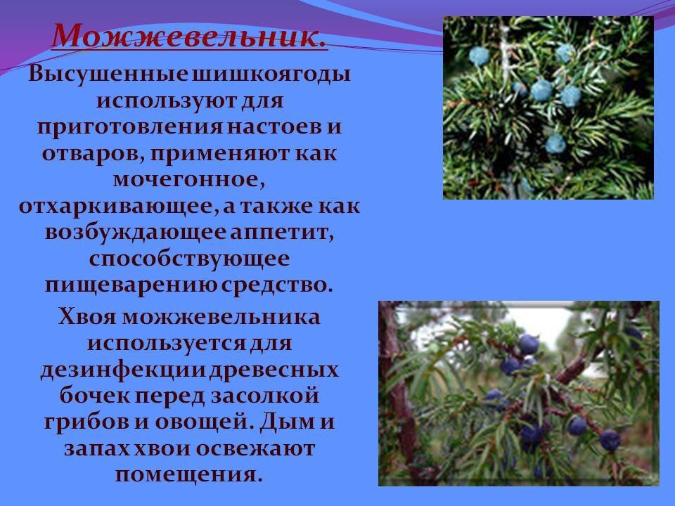 Лечебные свойства можжевельника фото и описание