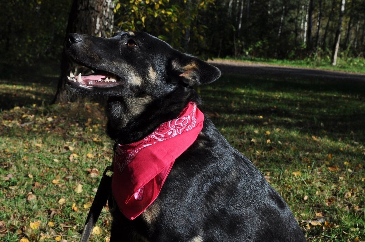Собака вася. Собака вася. Видео собаки с васей нагано. Вася псина. Рядовой вася собака.