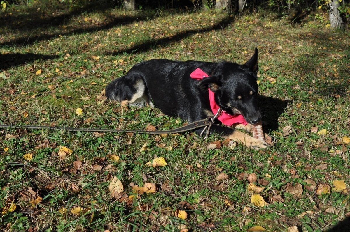 Собака вася. Собака вася. Собака вася. Собака вася в огу. Фото собака вася.