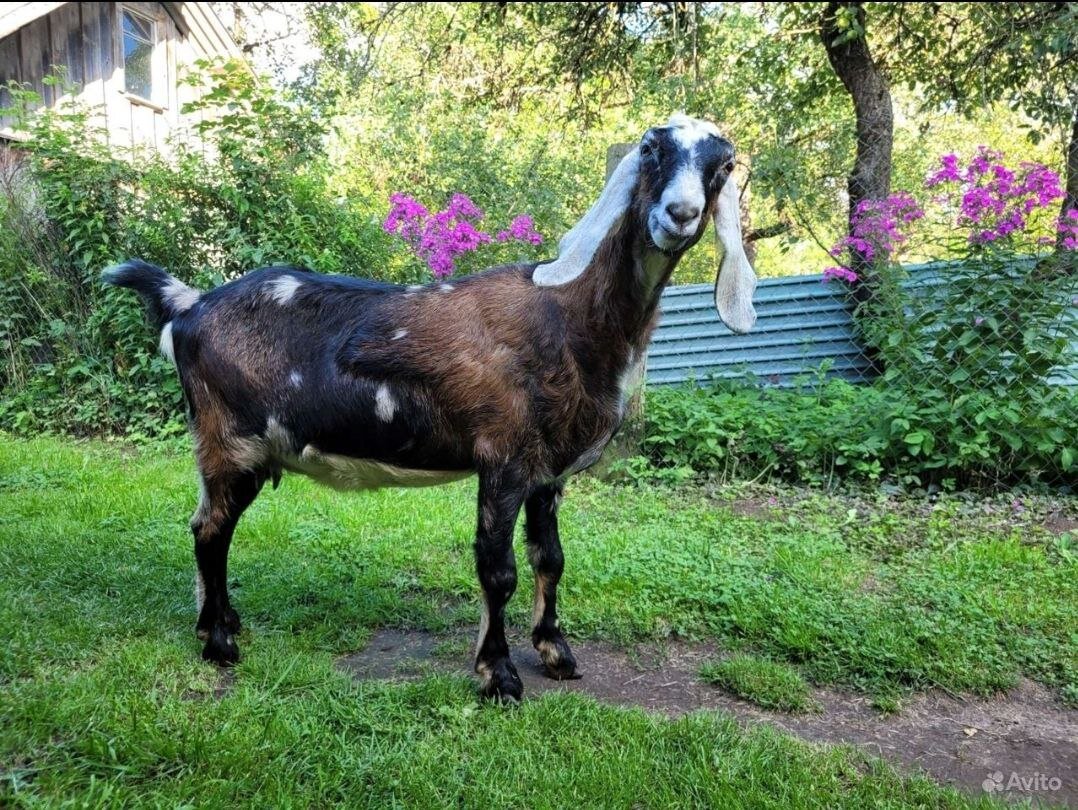 This lil baby is a spittin' image of my sweet Stella Blue!!! So cute Animals, Ba