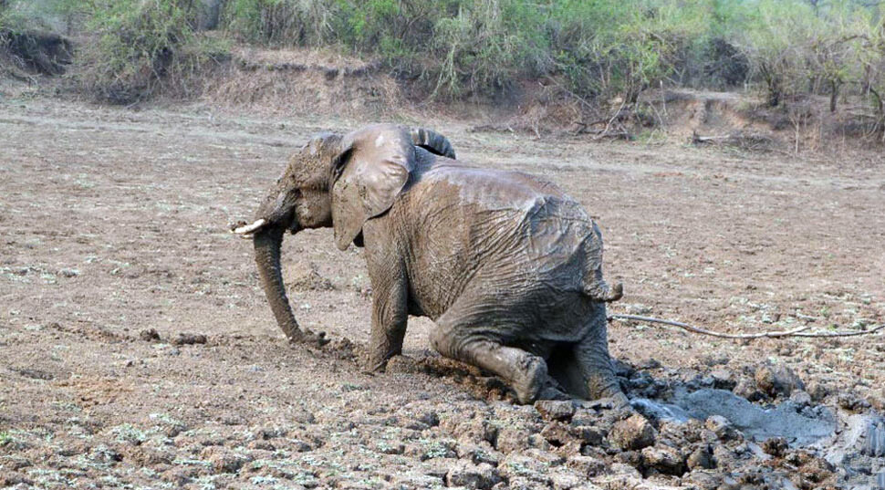 Слон в болоте. Фото из открытых источников