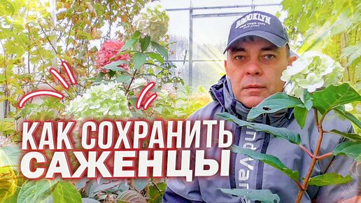 Descargar video: СМОТРИТЕ, ТРИ СПОСОБА, КАК СОХРАНИТЬ САЖЕНЦЫ МЕТЕЛЬЧАТОЙ ГОРТЕНЗИИ ДО ВЕСНЫ ЕСЛИ НЕ УСПЕЛИ ПОСАДИТЬ В ГРУНТ ОСЕНЬЮ