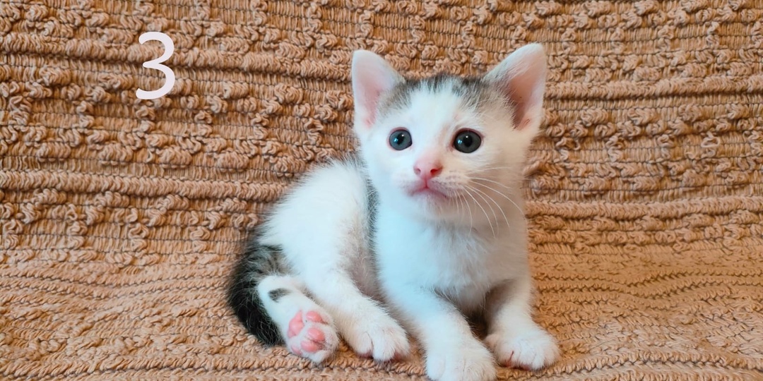 Очаровательные малыши ищут хозяев.