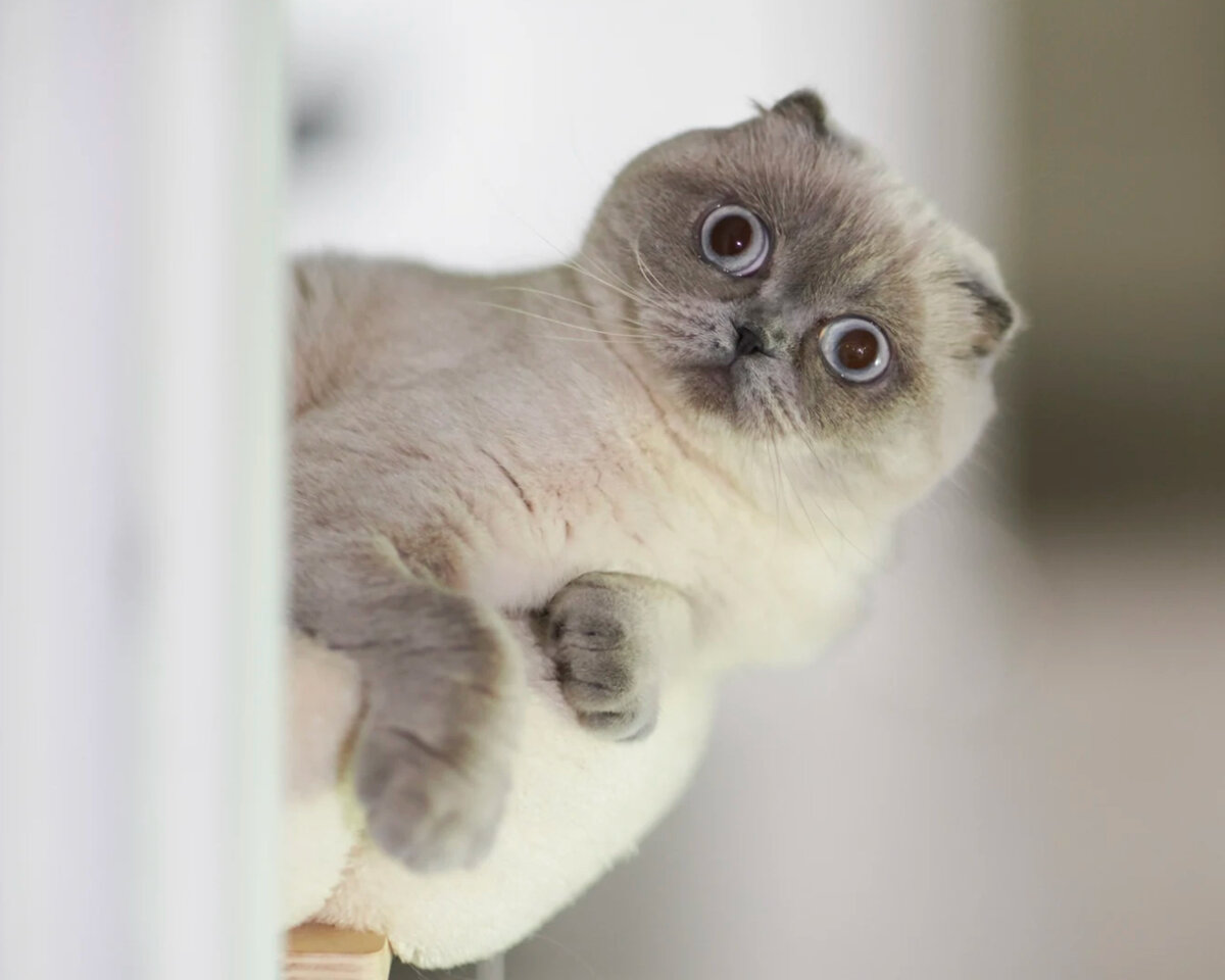 Это кот Привычка