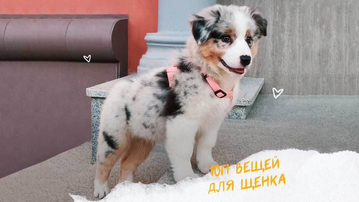 Топ вещей для щенка