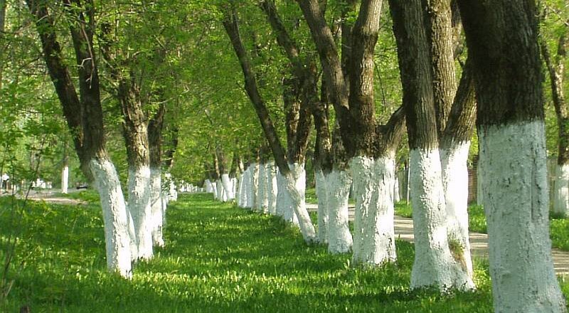 Фото побеленных деревьев на улицах- фото  с сайта: tengrinews.kz