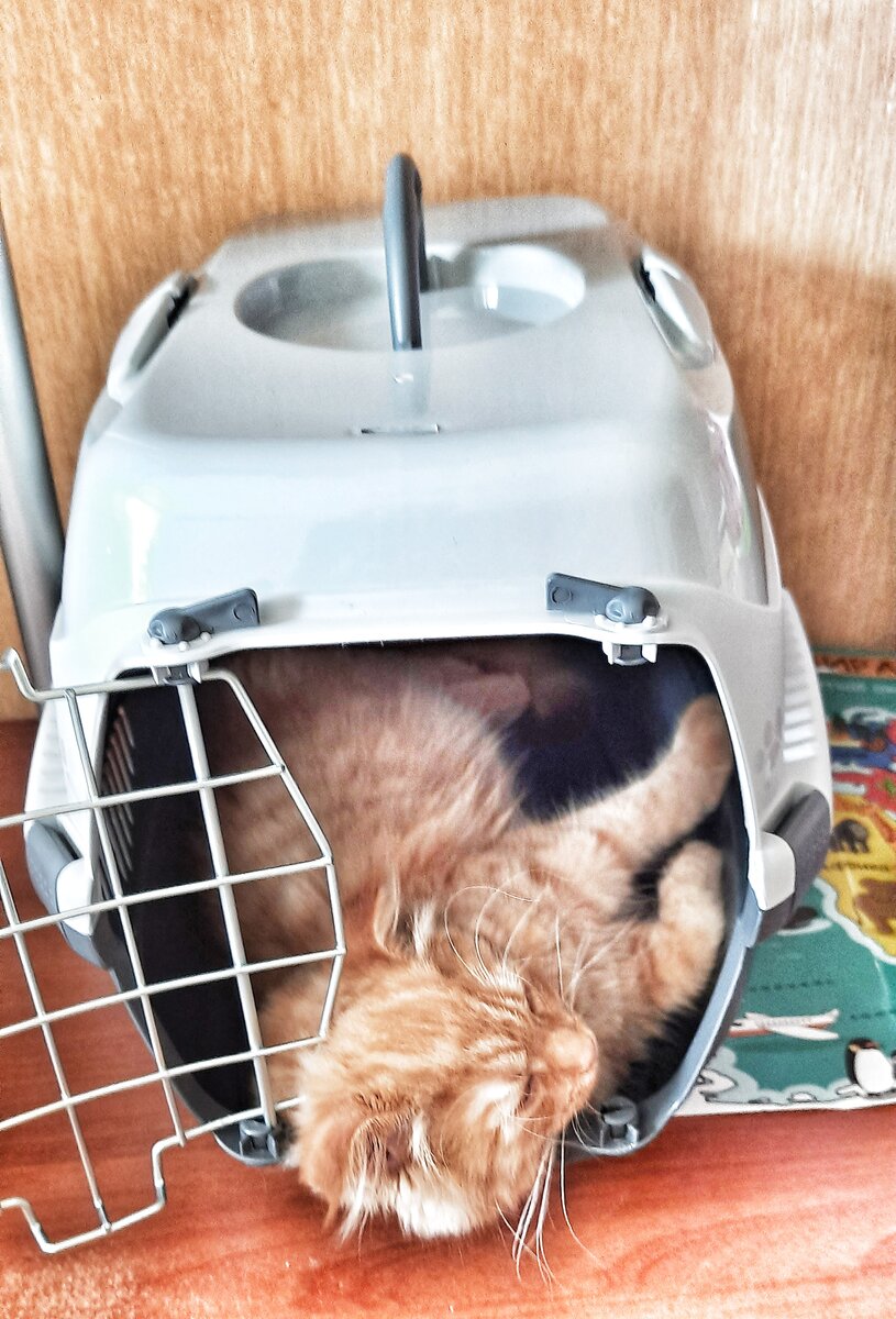 Кошечка Апельсинка удобно расположилась в переноске.