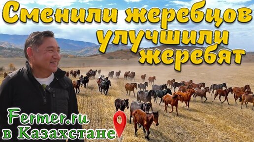 Улучшаем табун хорошими жеребцами. Возраст табуна. Как формируется табун? Каких лошадей едят казахи?