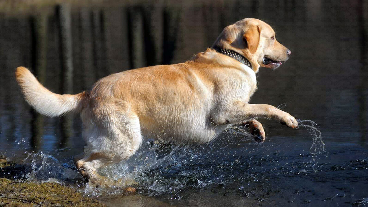 источник фото: www.k9web.com