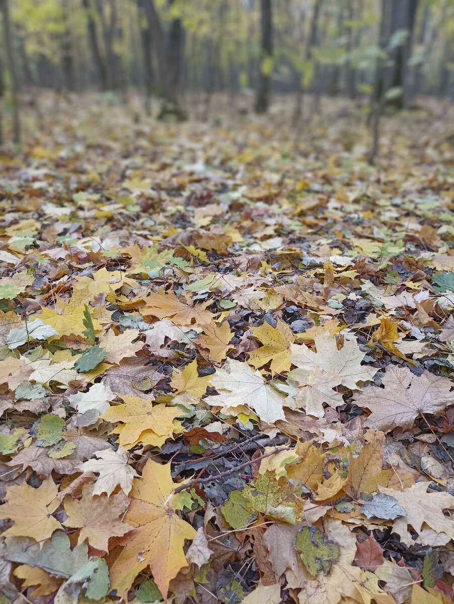 Например, такими 🍂🍁