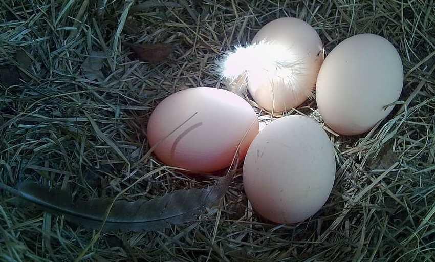 Почему курицы-несушки перестают нести яйца осенью и зимой