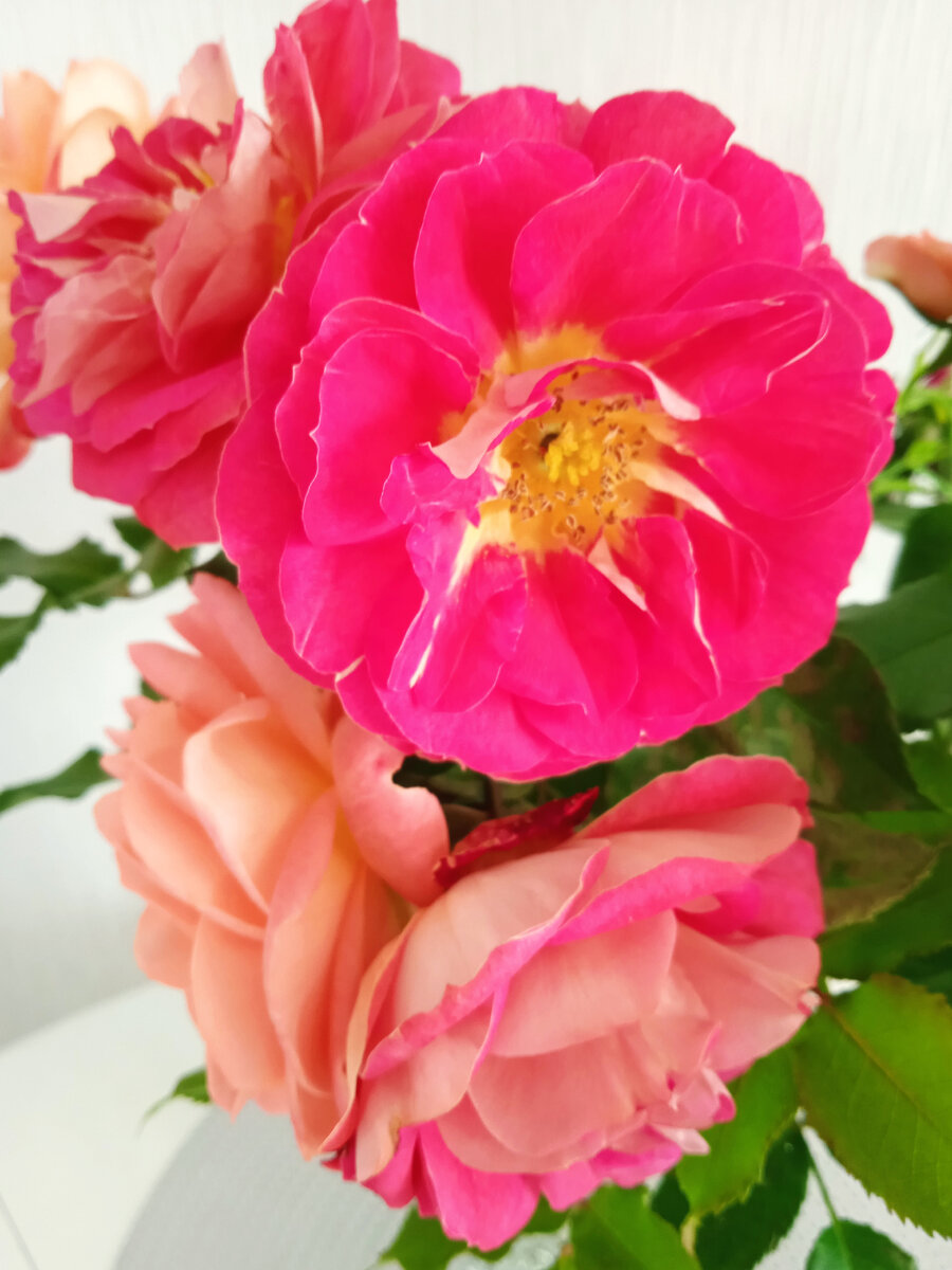 С жёлтой серединкой Гебрюдер Гримм