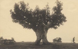 Древний дуб в Копли. (ТЛМ Ф 252); Таллиннский городской музей, фотография, приблизительно 1900-1925, J. & P. Parikas.