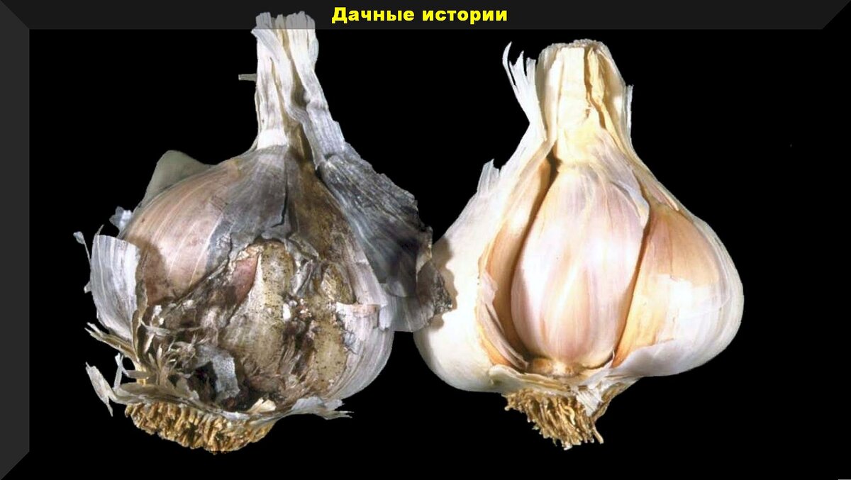 https://vk.com/photo-159774511_457262820. Фузариоз чеснока