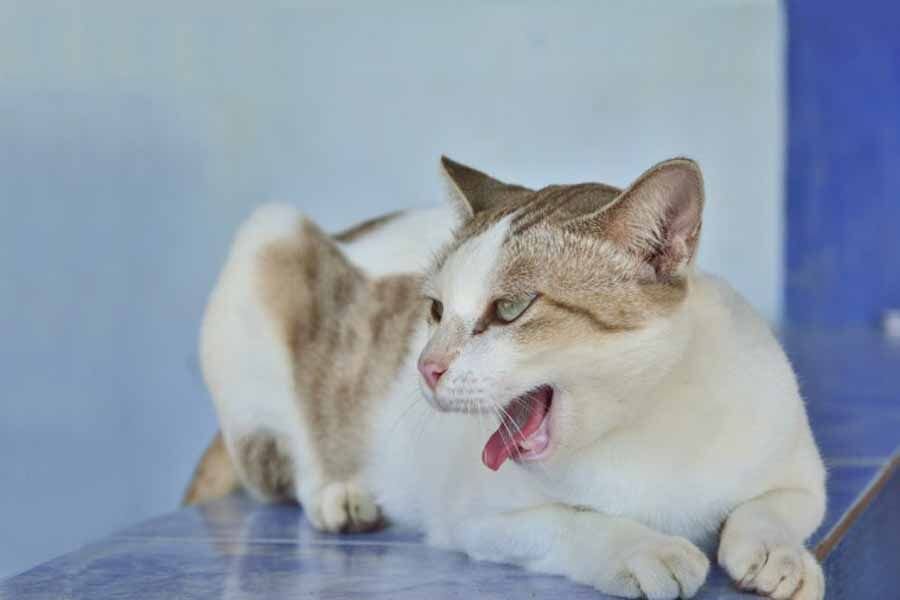 Почему кот дышит как собака. Кошка кашляет. кошка дышит. котенок кашляет.
