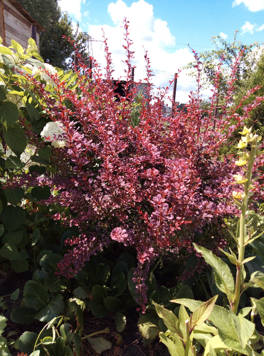Барбарис Тунберга Мария В Ландшафтном Дизайне фото 25