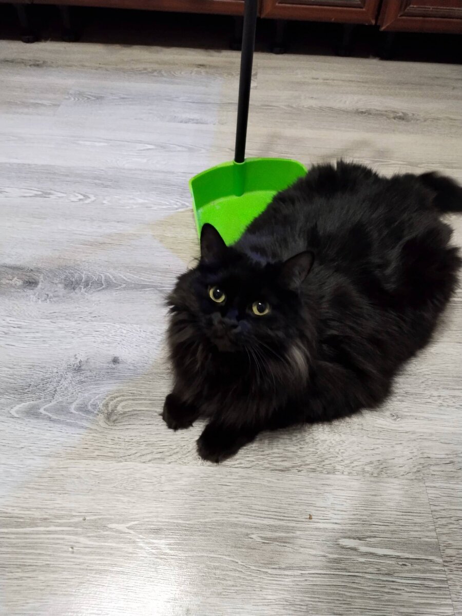 И критику Латунскому квартиру разгромила тоже я!