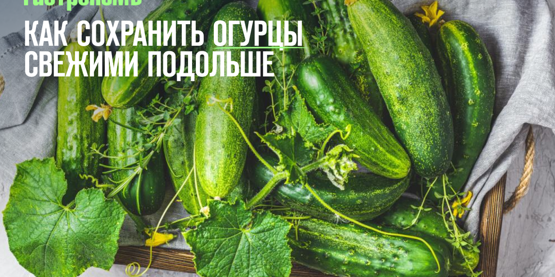Как сохранить огурцы свежими подольше