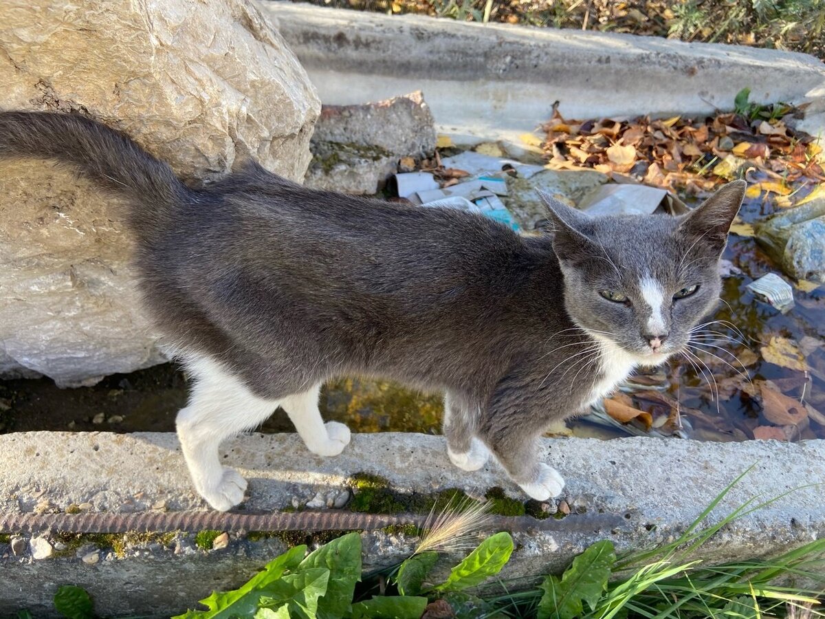 Вид кошки удивил всех