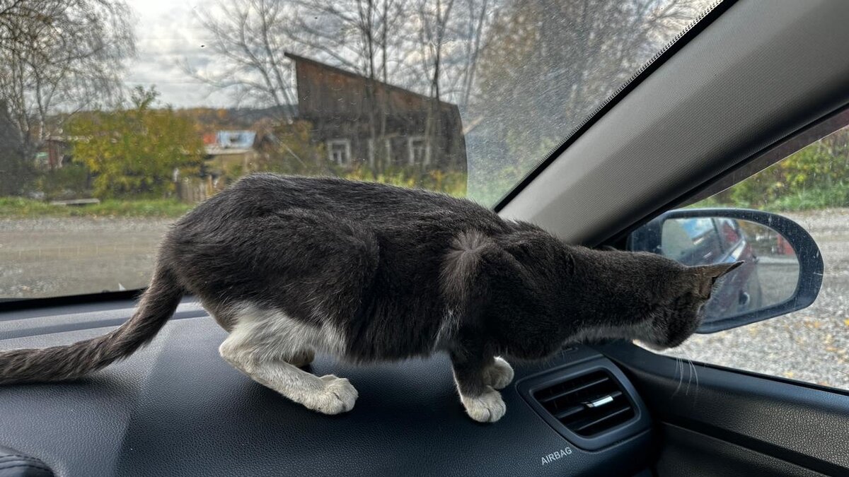 Кошка была кожи да кости