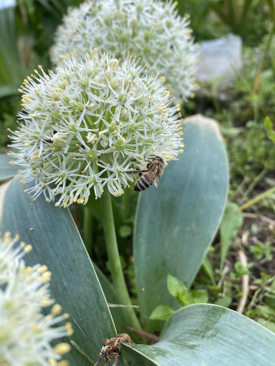 Лук красивенький Allium bellulum Prokh