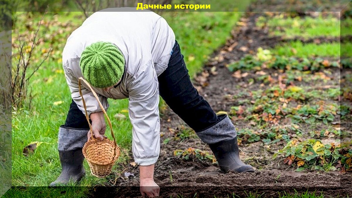 30 осенних вопросов от начинающих дачников: помогает новичкам правильно  закончить дачный сезон | Дачные истории | Дзен