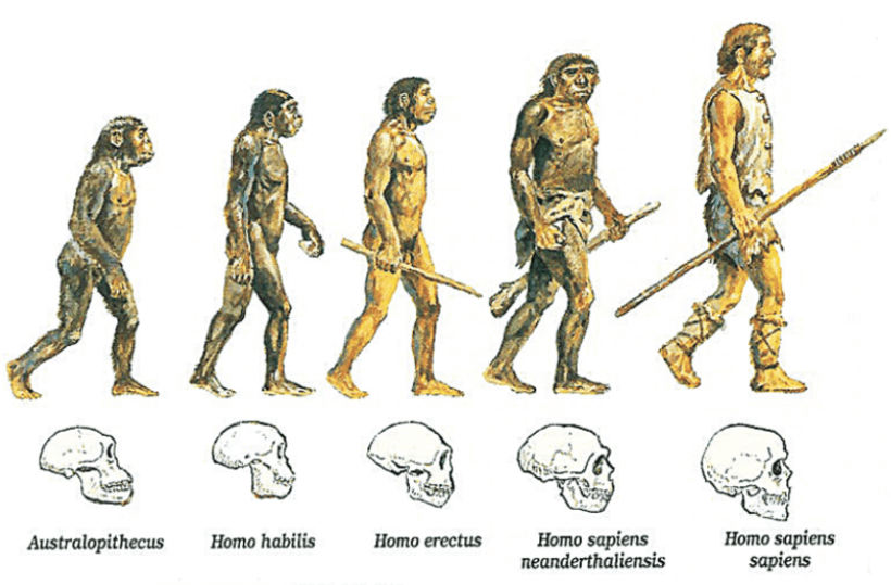 Эволюция человека
