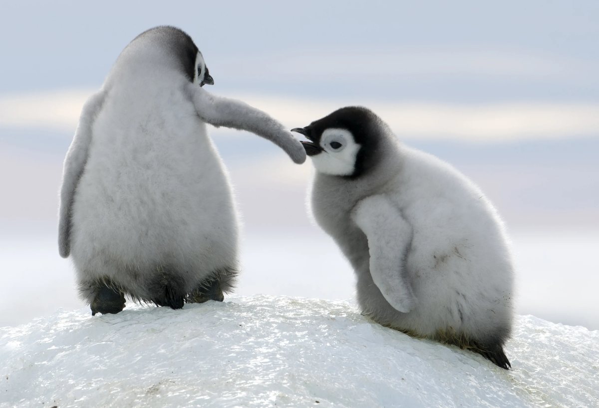 Из жизни пингвинов (вопросы - ответы)