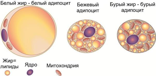 Белая и бурая жировая ткань. Бурый адипоцит строение. Адипоцит бурой жировой ткани. Белые и бурые адипоциты. Строение бурой жировой ткани.